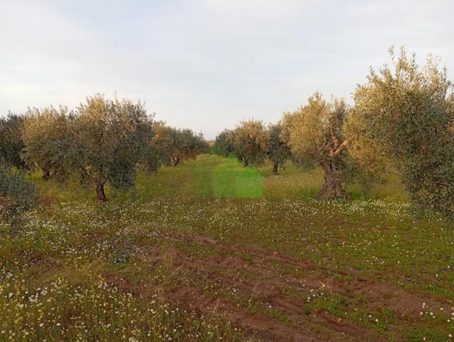 Terreno en venta en Montijo, LOS ARENALES photo 0