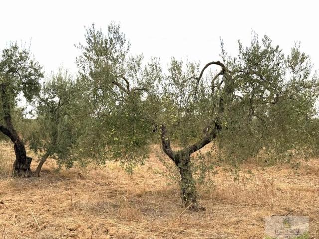 Terreno en venta en Bollullos par del Condado, REMUÑANA photo 0