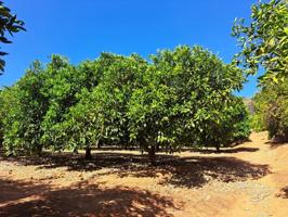 Terreno en venta en Carcaixent, Área de Carcaixent photo 0