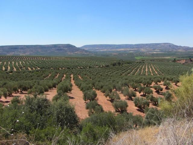 Terreno en venta en Lucena, Lucena photo 0