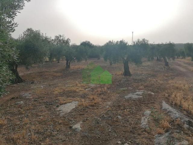 Terreno en venta en Montijo photo 0
