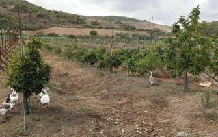 Parcela en venta en Paterna de Rivera, Paterna De Rivera photo 0