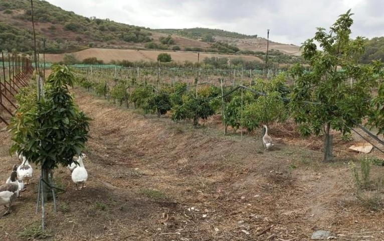 Parcela en venta en Paterna de Rivera, Paterna De Rivera photo 0