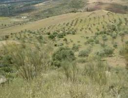 CONJUNTO DE 2 FINCAS RÚSTICAS EN ÁLORA, MÁLAGA photo 0