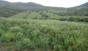 TERRENO URBANO NO CONSOLIDADO EN CORTES DE LA FRONTERA photo 0