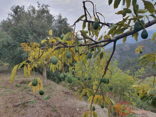 Terreno Urbanizable En venta en Guajar Alto, Guájar Alto photo 0