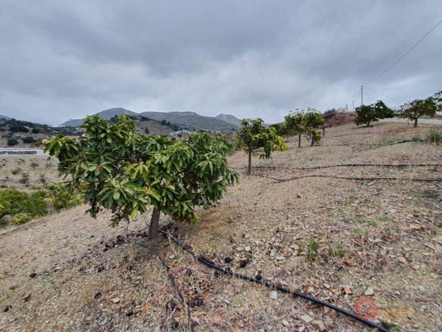 Terreno Urbanizable En venta en Vega Baja, Itrabo photo 0