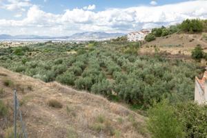 Venta de finca rústica de 77 olivos en Otura (Granada) photo 0