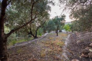 VENTA DE BONITA FINCA DE OLIVOS EN LANJARÓN (GRANADA) photo 0