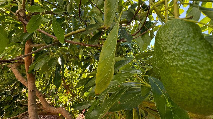 Parcela con producción de aguacate photo 0
