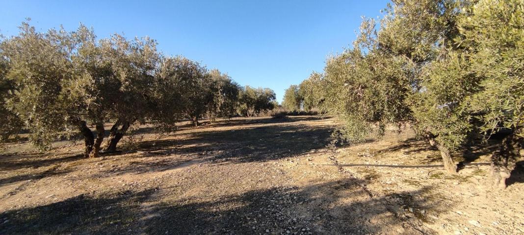 VENTA finca de olivos en paraje Lomas de vitar photo 0