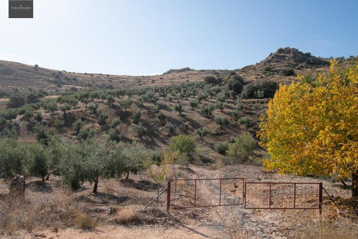 FINCA DE OLIVOS EN LA PEZA photo 0