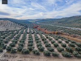 FINCA DE OLIVOS Y ALMENDROS EN VEGAS DEL GENIL photo 0