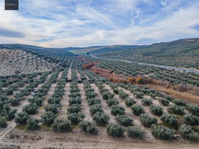 FINCA DE OLIVOS Y ALMENDROS EN VEGAS DEL GENIL photo 0