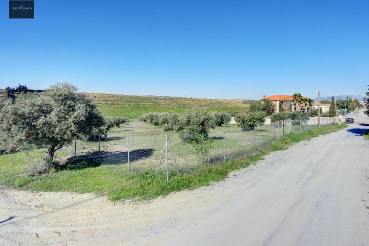 Terreno Las gabias de Secano 5.000 m2 con 50 olivos photo 0