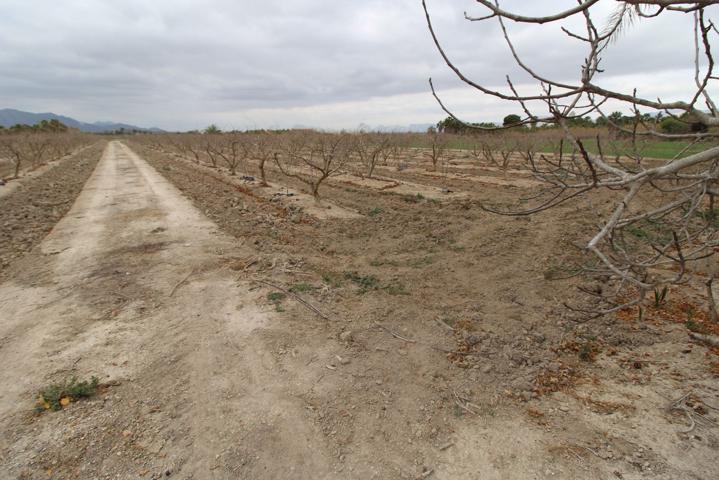 Finca rústica en venta en San Felipe de Neri - Crevillente (Alicante) photo 0