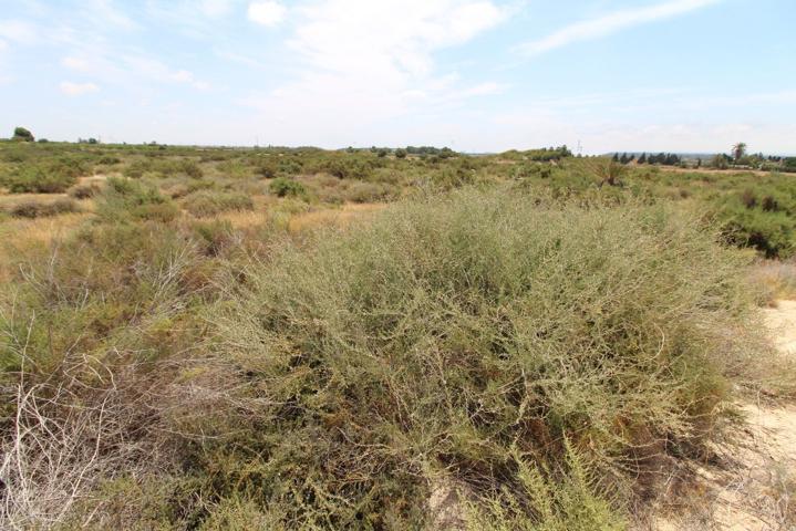 Parcela de cultivo en venta en Crevillente (Alicante) photo 0