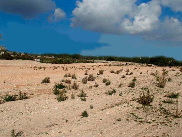 Finca rústica en Crevillente (Alicante) photo 0