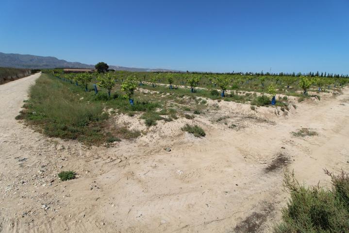 Finca de cultivo en venta en Crevillente (Alicante) photo 0