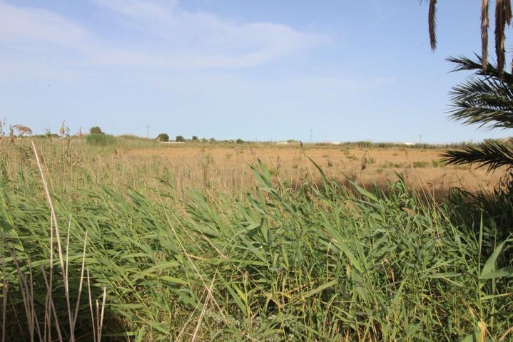 Finca para cultivo en venta en Crevillente (Alicante) photo 0