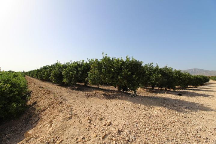 Finca de cultivo en venta en Crevillente (Alicante) photo 0