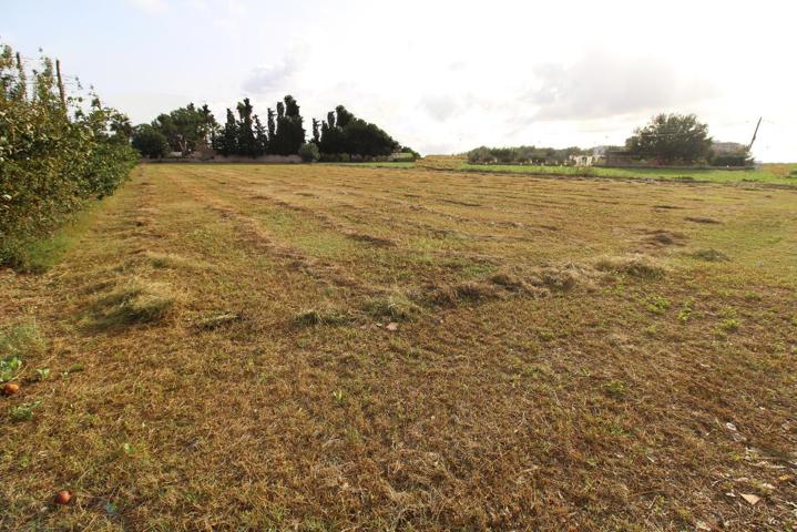 Finca rústica en venta en Almoradí (Alicante) photo 0