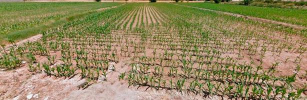 Finca de cultivo en venta en Callosa de Segura (Alicante) photo 0