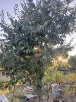 Finca Rústica en venta en Gotor de 3655 m2 photo 0