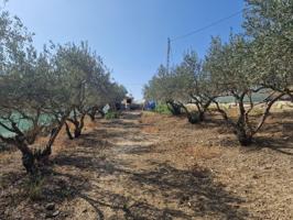 Interesante Terreno con plantación de olivos, Construcción de casa photo 0