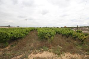 SE VENDE CAMPO RUSTICO DE NARANJOS EN TORRENT photo 0