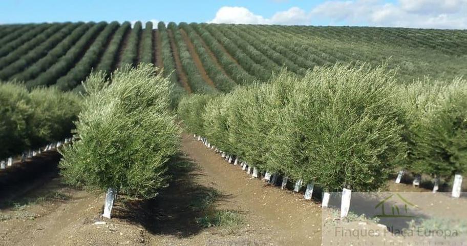 Terreno Urbanizable En venta en Ciudad Real, Ciudad Real, Ciudad Real photo 0