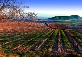 Viñas en Baños de Ebro, Rioja Alavesa photo 0