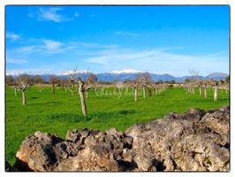 Exclusiva finca con vistas despejadas en Son Marrón photo 0