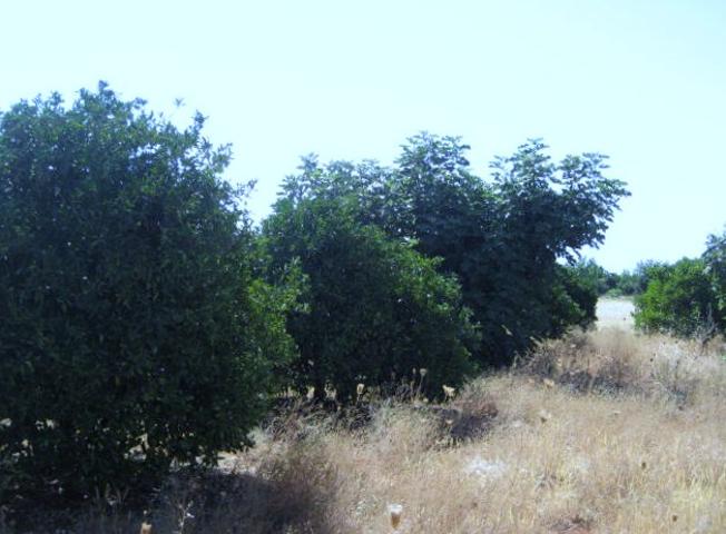 Terreno Urbano en Venta en La Carlota, Córdoba photo 0