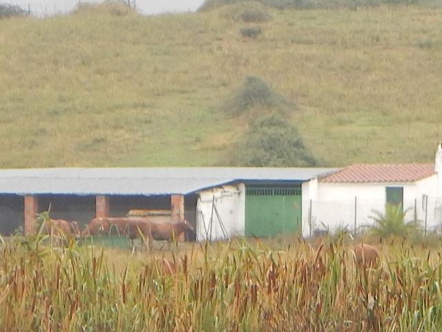 Terreno No Urbanizable en Venta en Coria, Cáceres photo 0
