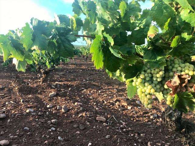 Terreno De Cultivo en Venta en Santa Marta, Badajoz photo 0