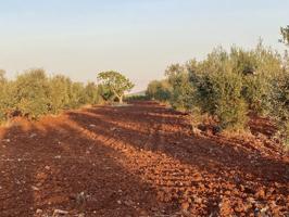 Terreno De Cultivo en Venta en Santa Marta, Badajoz photo 0