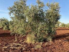 Terreno De Cultivo en Venta en Santa Marta, Badajoz photo 0