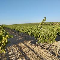 Terreno De Cultivo en Venta en Retamal, Badajoz photo 0