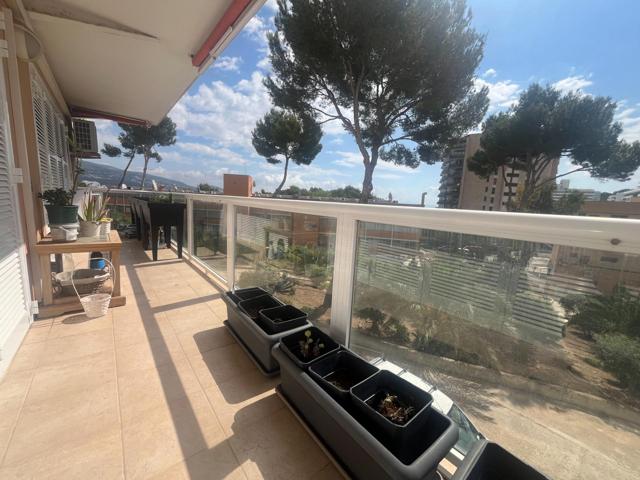 se alquia piso en Palma nova photo 0