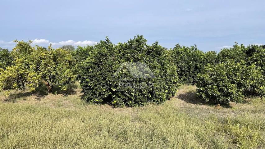 Finca Rústica en venta en Carcaixent de 39160 m2 photo 0