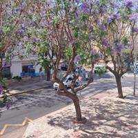 Se alquilan Oficinas y despachos en Estepona photo 0