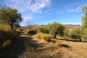 PARCELA RUSTICA DE OLIVOS CON POSIBLIDAD DE CONTRUIR CASA DE APERO 65M photo 0