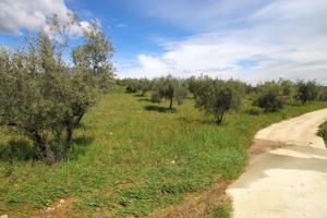 PARCELA RUSTICA CON PRODUCCION DE OLIVOS EN ALOZAINA photo 0