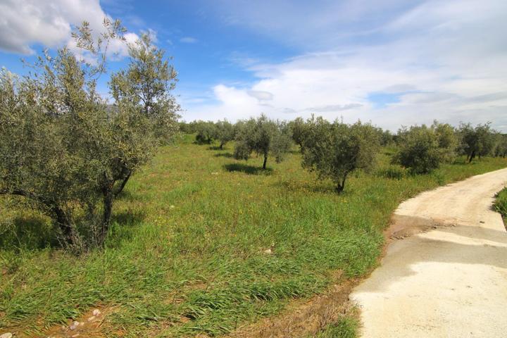 PARCELA RUSTICA CON PRODUCCION DE OLIVOS EN ALOZAINA photo 0