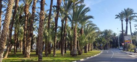 TU VIVIENDA DE OBRA NUEVA EN ZONA CENTRO DE ELCHE photo 0