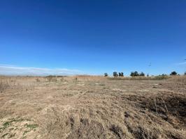 SE VENDE TERRENO AGRARIO EN PARTIDA DERRAMADOR, ELCHE – 8.700 m² photo 0