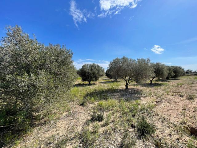 DISFRUTA DEL CAMPO A UN PASO DE LAS PLAYAS DE ELCHE photo 0