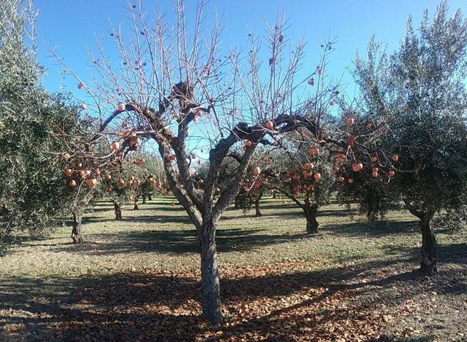 OLIVAR EN LA ZUBIA DE 3.597 M2 photo 0