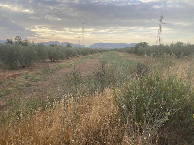 VENTA DE PARCELA RUSTICA, EN ALBOLOTE photo 0